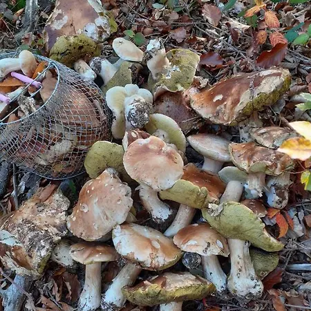 Polyana Apart * بوليانا